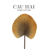 LÁ CÂY CỌ LICUALA ORBICULARIS-CẬU HAI HOME DECOR