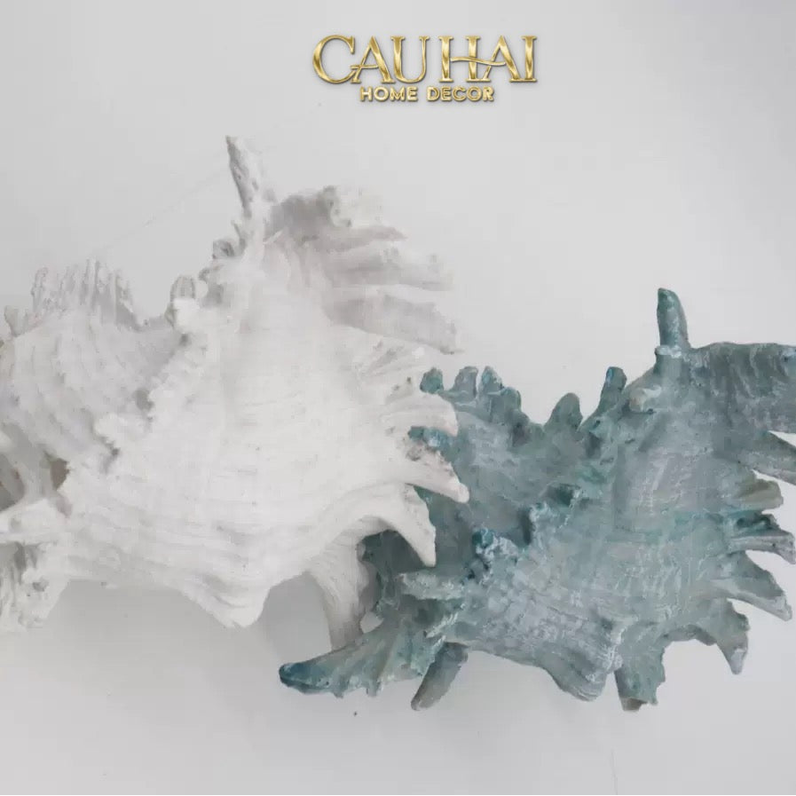 Tượng Vỏ Ốc Azure Moonlight  Oceania Spirit