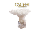 HOME COUTURE - TƯỢNG SAN HÔ CORAL - SNOW FW25-CẬU HAI HOME DECOR