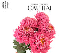 Cành Cúc Thiên Hương Mẫu Đơn - Special Version-Hoa Lụa-CẬU HAI HOME DECOR