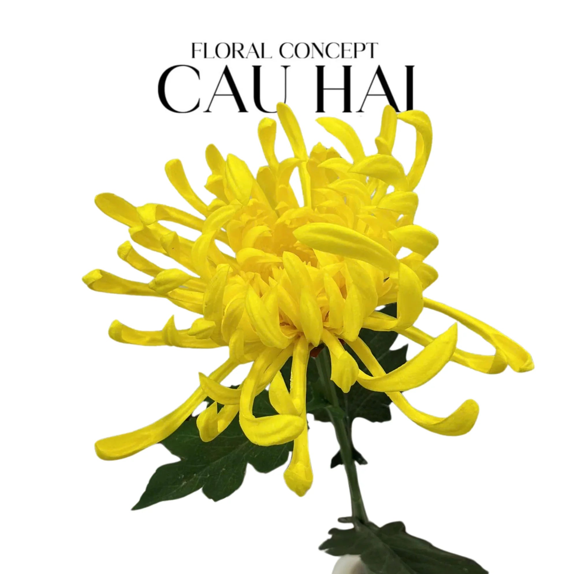 Cành Hoa Cúc Đại Đoá Vienna - Red/Yellow/Pink - CẬU HAI HOME DECOR