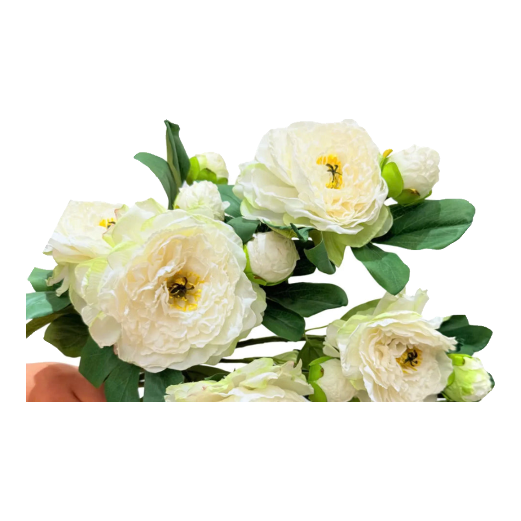 Cành Hoa Mẫu Đơn Peony Lactiflora
 - White