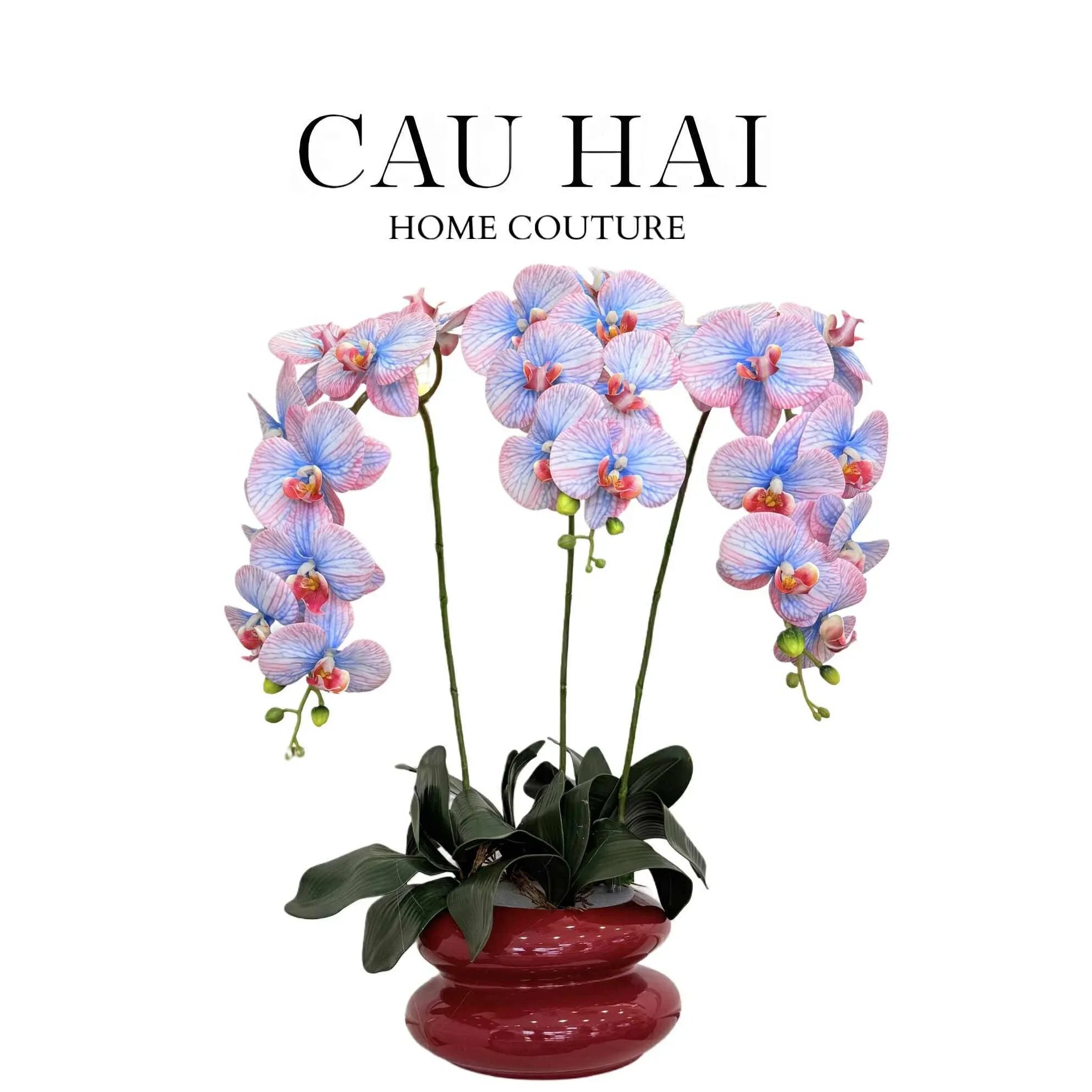 CHẬU HOA LAN HỒ ĐIỆP - LILAC / BLUE-CẬU HAI HOME DECOR