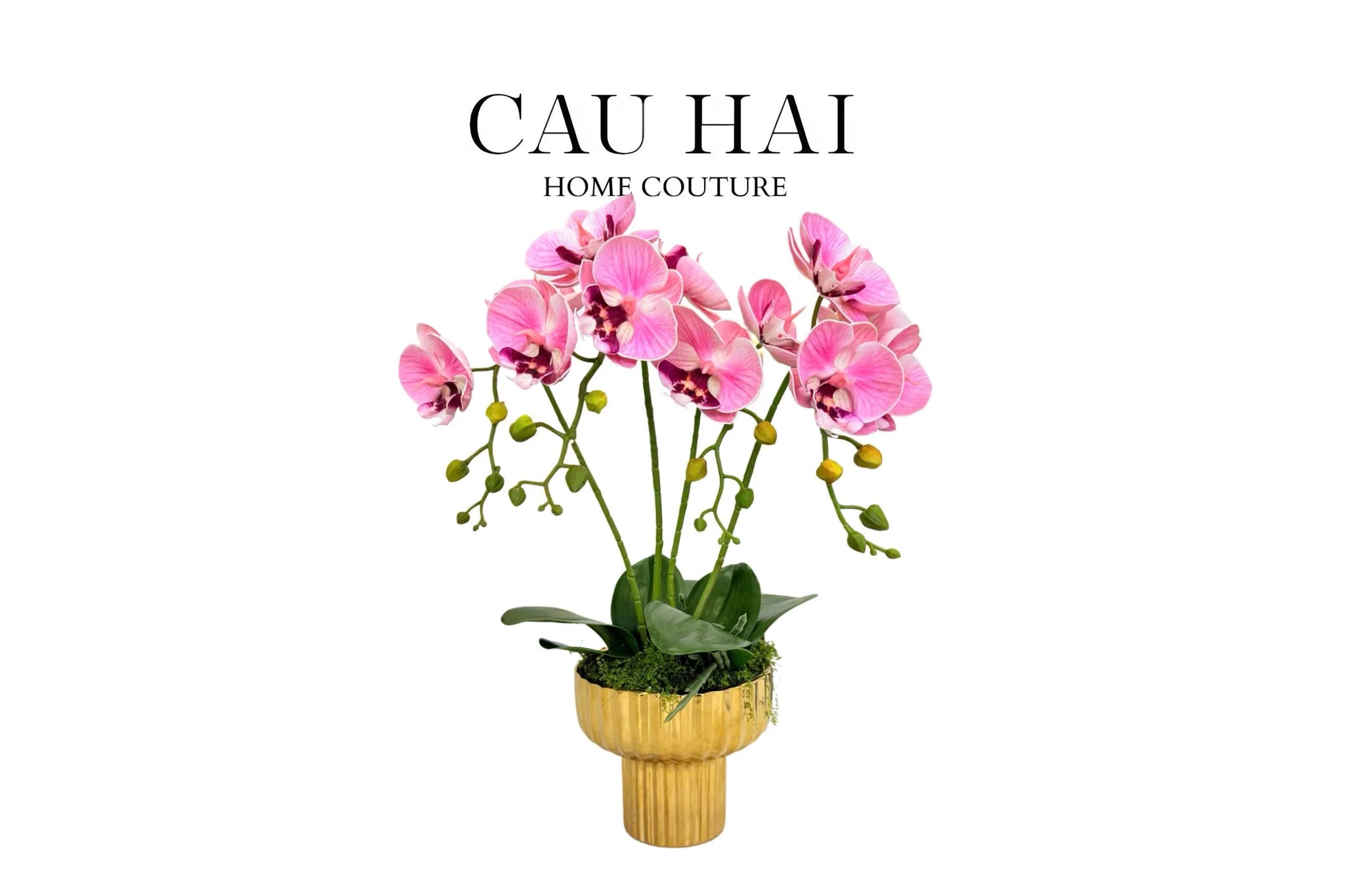 Chậu Hoa Lan Hồ Điệp - Phấn Sắc-CẬU HAI HOME DECOR