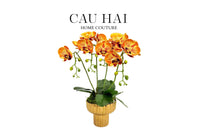 Chậu Hoa Lan Hồ Điệp - Quất Sắc-CẬU HAI HOME DECOR