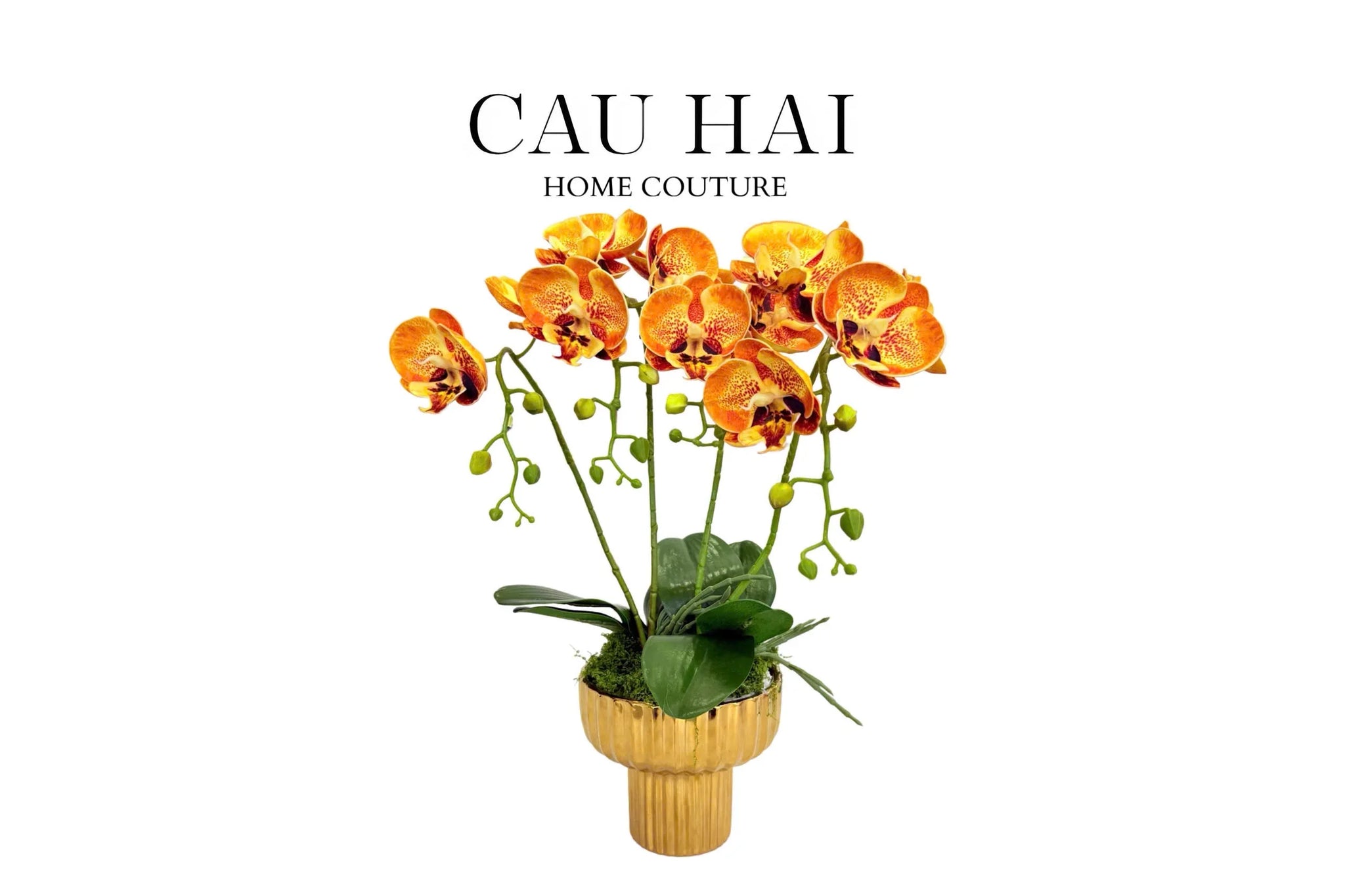 CHẬU HOA LAN HỒ ĐIỆP - QUẤT SẮC-CẬU HAI HOME DECOR
