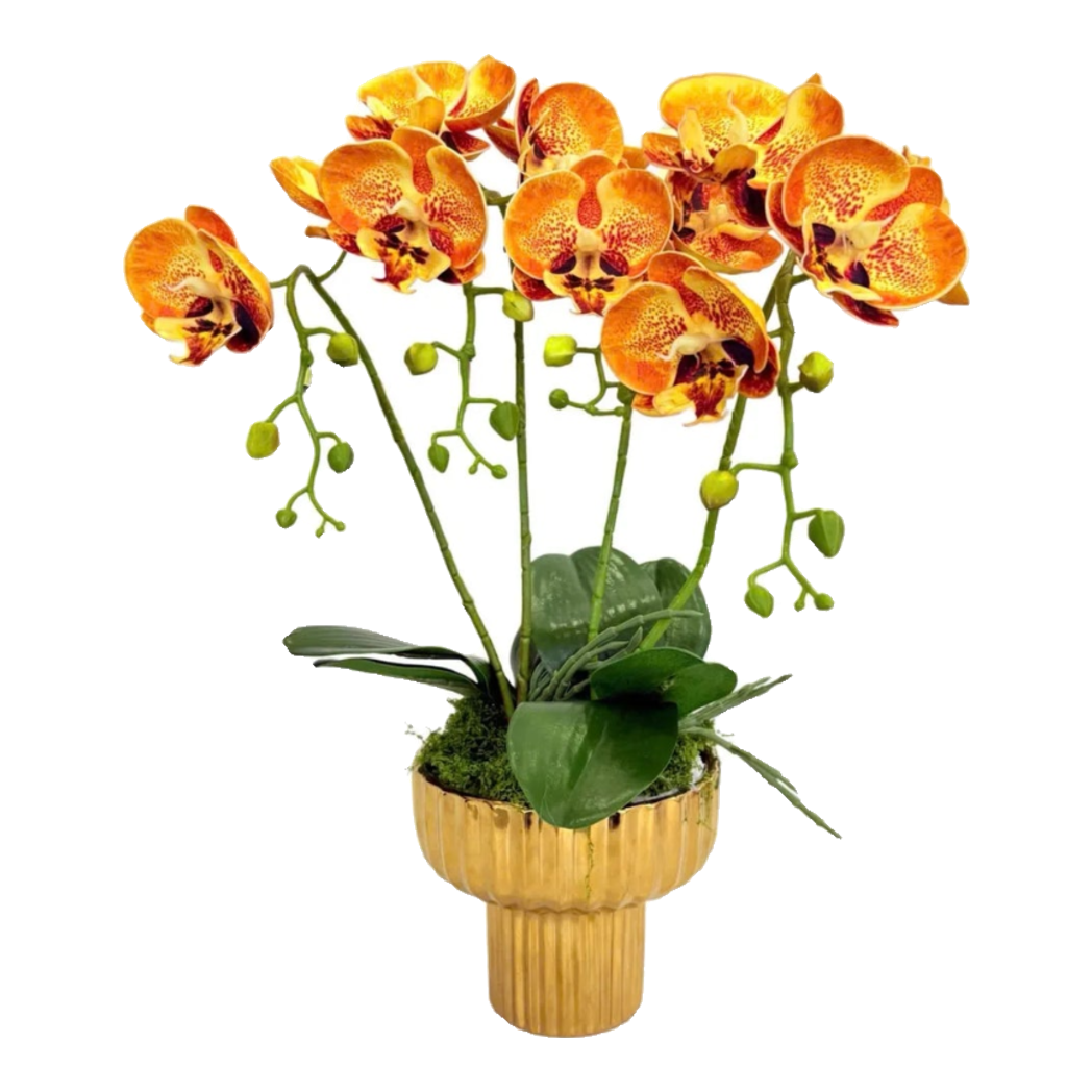 Chậu Hoa Lan Hồ Điệp - Quất Sắc