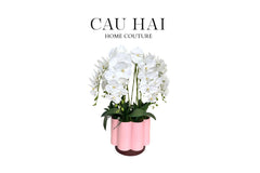 Chậu Hoa Lan Hồ Điệp - Tuyết Bạch-CẬU HAI HOME DECOR
