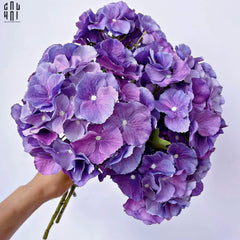 Set 2 Cành Cẩm Tú Cầu Đại Hydrangea Marcophylla - Tím-CẬU HAI HOME DECOR