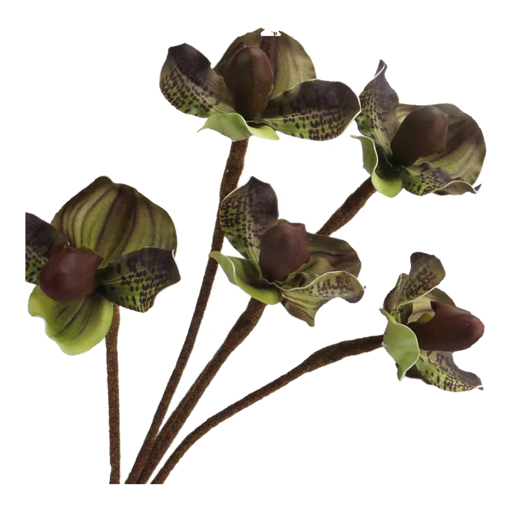 Set 2 Cành Địa Lan  Paphiopedilum - Violet Plum