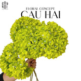 Set 2 Cành Hoa Cẩm Tú Cầu Đại - Xanh-Hoa Lụa-CẬU HAI HOME DECOR