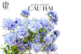 Set 2 Cành Hoa Đông Trùng Hạ Thảo - Sky Blue - CẬU HAI HOME DECOR