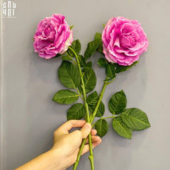 Set 2 Cành Hoa Hồng Ecuador - Tím Hồng-CẬU HAI HOME DECOR