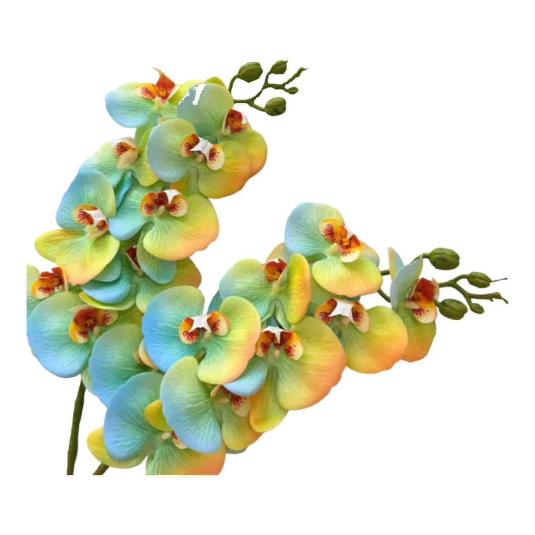 Set 2 Cành Hoa Lan Hồ Điệp - Citrus Turquoise