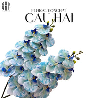Set 2 Cành Hoa Lan Hồ Điệp - Cool White Blue Aqua-CẬU HAI HOME DECOR