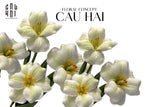 Set 2 Cành Hoa Tulip Blooming - White Green-Hoa Lụa-CẬU HAI HOME DECOR