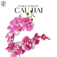 Set 2 Cành Lan Hồ Điệp Bliss Orchids - Hồng Phấn-CẬU HAI HOME DECOR