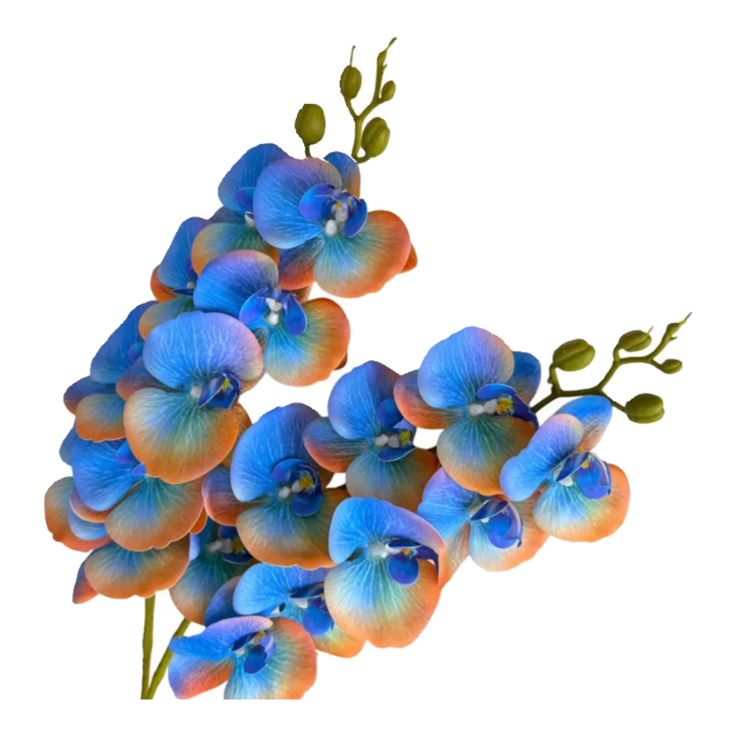 Set 2 Cành Lan Hồ Điệp - Royal Blue Mandarin
