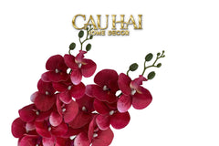 Set 2 Cành Lan Hồ Điệp Royal Phalaenopsis Orchid-CẬU HAI HOME DECOR