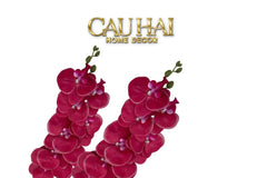 Set 2 Cành Lan Hồ Điệp Royal Phalaenopsis Orchid-CẬU HAI HOME DECOR