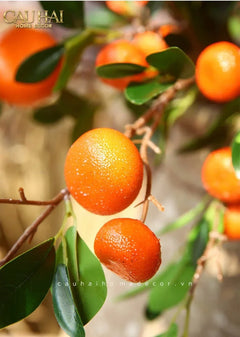 Tết Couture - Set 2 Cành Quả Quýt Tangerines Ember/Amber-CẬU HAI HOME DECOR