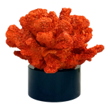 Tượng San Hô Lửa Đế Pha Lê Crimson Cristalleries Coral Sculptures 15x20