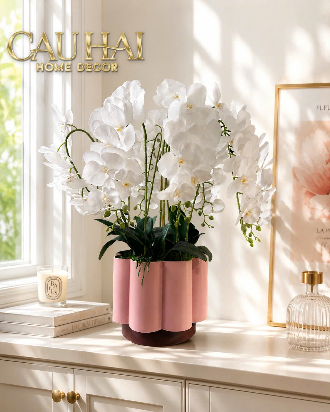 Chậu Lan Hồ Điệp Blanc Impérial H70